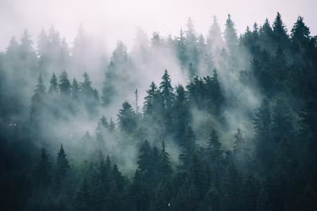 Canvastavla - Multipart Fog in the Green Forest