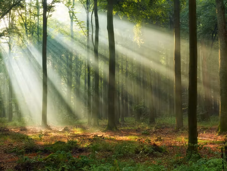 Canvastavla - Multipart Forest Landscape in the