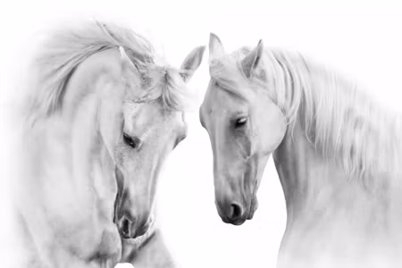 Canvastavla - Multipart Two Horses on a White