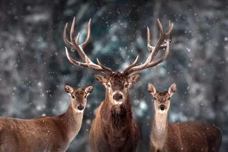 Canvastavla - Multipart a Deer and Two Does in