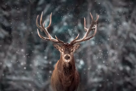 Canvastavla - Multipart Deer in the Forest D