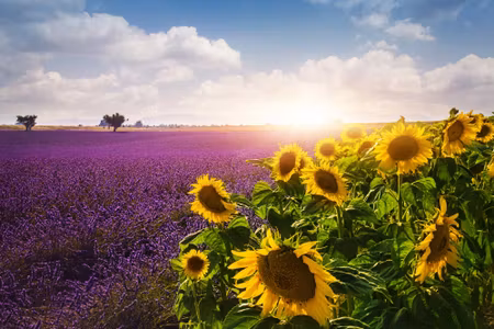 Canvastavla - Multipart Lavender and Sunflower