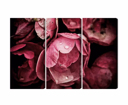 Canvastavla - Multipart Peony Flowers Close Up D