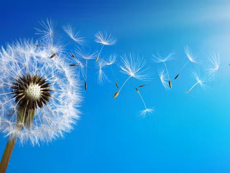 Canvastavla - Multipart Dandelion with Flying