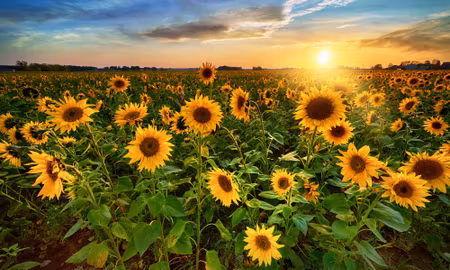 Canvastavla - Multipart Sunflower Field At Sunset