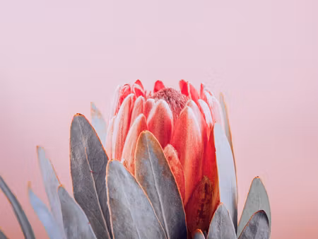 Canvastavla - Multipart Flower of the Royal Prot