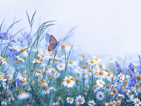 Canvastavla - Multipart Butterfly and Wildflowers