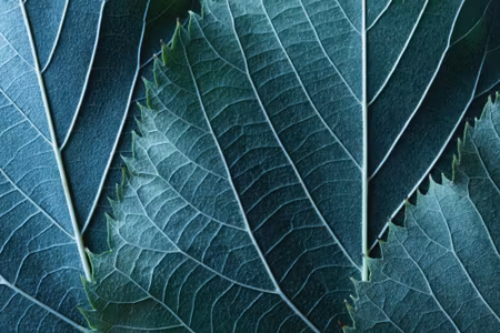 Canvastavla - Multipart Leaves in a Macro Scale