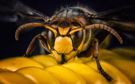 Canvastavla - Multipart Wasp on a Macro Scale