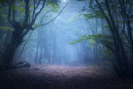Canvastavla - Multipart Hazy D Forest Landscape