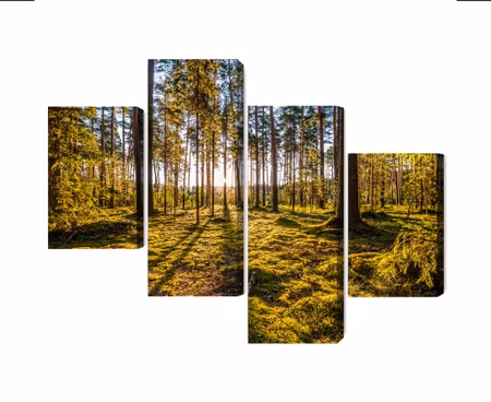 Canvastavla - Multipart D Sunny Forest Landscape