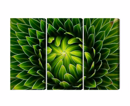 Canvastavla - Multipart Green Plant on a Macro