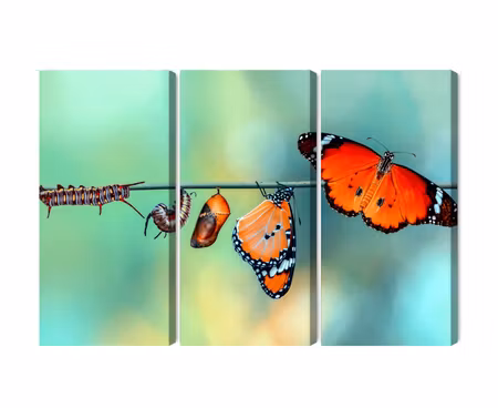 Canvastavla - Multipart Colorful Caterpillars and