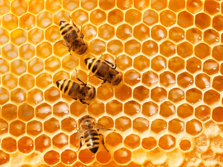 Canvastavla - Multipart Bees on the Honeycomb
