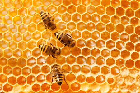 Canvastavla - Multipart Bees on the Honeycomb