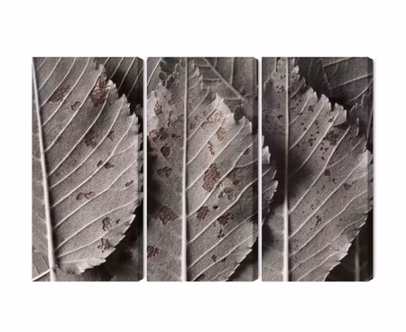 Canvastavla - Multipart Gray Leaves on a Macro