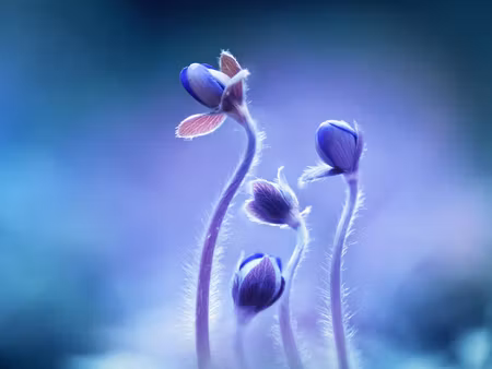 Canvastavla - Multipart Delicate Flowers on a