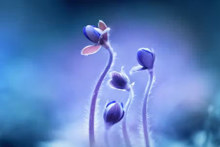 Canvastavla - Multipart Delicate Flowers on a