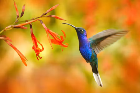 Canvastavla - Hummingbird Bird and Flowers
