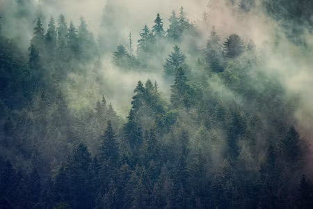 Canvastavla - Misty Landscape with Fir Forest in