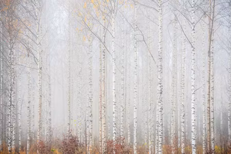Canvastavla - Birch Forest in the Mist