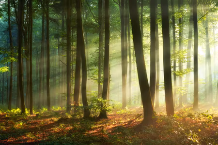 Canvastavla - Of a Beautiful Morning in the Woods