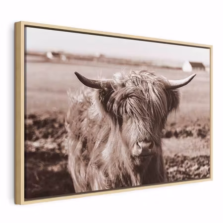 Canvastavla med ram - A scottish cow in sepia
