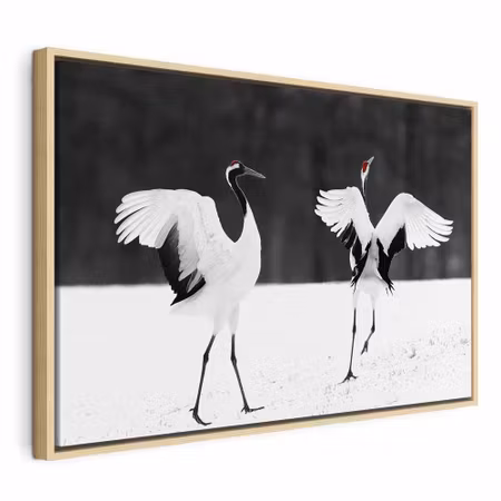 Canvastavla med ram - Dancing cranes wide