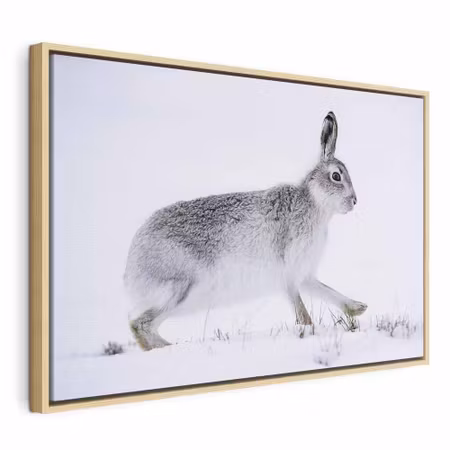 Canvastavla med ram - Hare wide