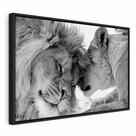 Canvastavla med ram - Lion and s love