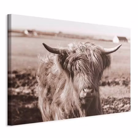 Canvastavla - A scottish cow in sepia