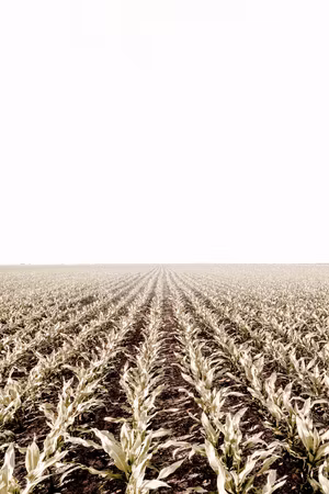Canvastavla - Corn field part vertical