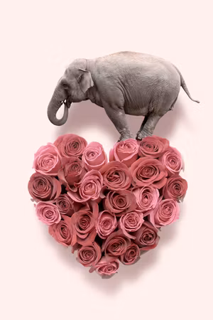 Canvastavla - Elephant lover part elephant amid