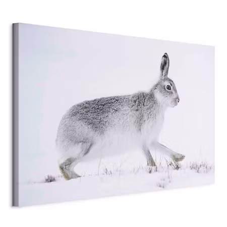 Canvastavla - Hare part wide