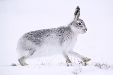 Canvastavla - Hare part wide