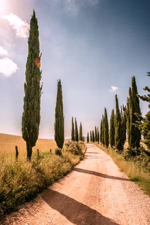 Canvastavla - Italian cypresses part vertical