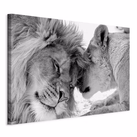 Canvastavla - Lion& s love