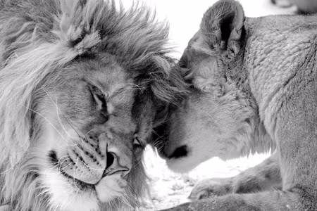 Canvastavla - Lion& s love