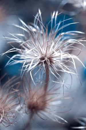 Canvastavla - Plant in blues part vertical