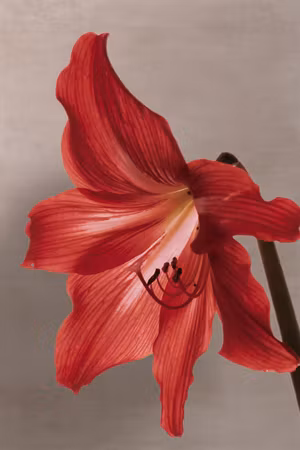Canvastavla - Red flower part vertical