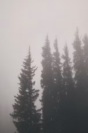 Canvastavla - Smell of forest fog part vertical