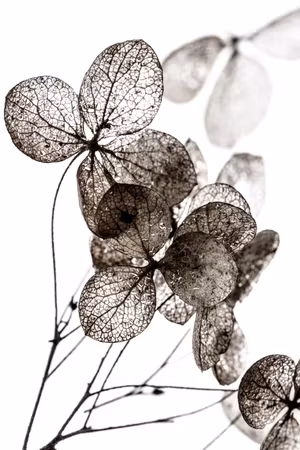 Canvastavla - Transparent clover part vertical