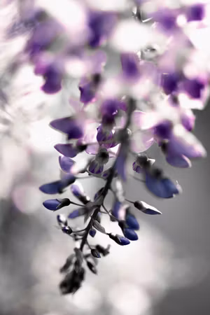 Canvastavla - Violet ringtones part vertical