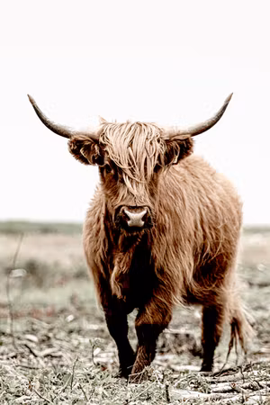 Canvastavla - Young stag part vertical