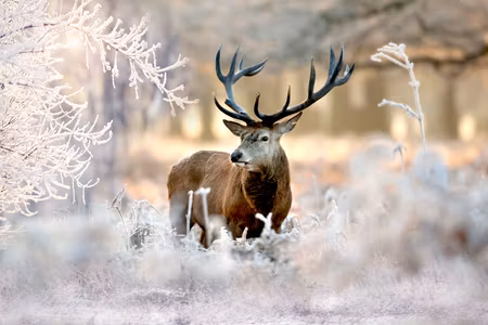 Ljuddämpande tavla - Deer in the Cold