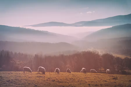 Ljuddämpande tavla - Sheep in Mountain Landscape