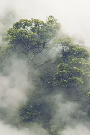 Ljuddämpande tavla - Foggy Amazon Part Vertical