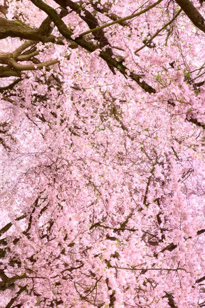 Ljuddämpande tavla - Cherry Tree Part Vertical