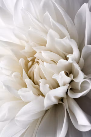Ljuddämpande tavla - White Dahlia