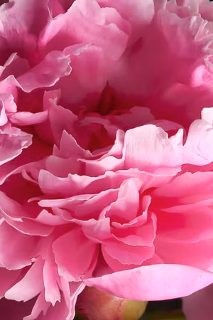 Ljuddämpande tavla - Blossom of Beauty Part Pink